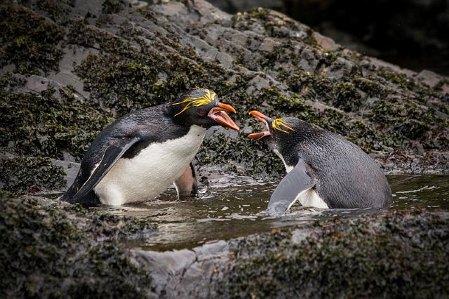 052 Zuid-Georgie, Hercules Bay, macaronipinguins.jpg